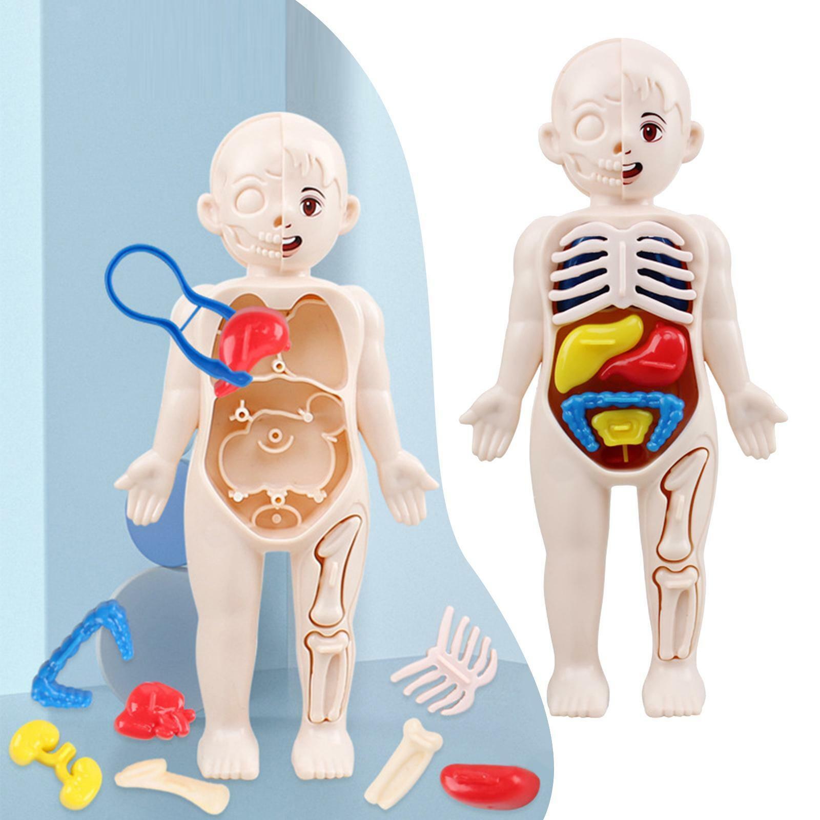 Jucarie educativa anatomie, model corpul uman