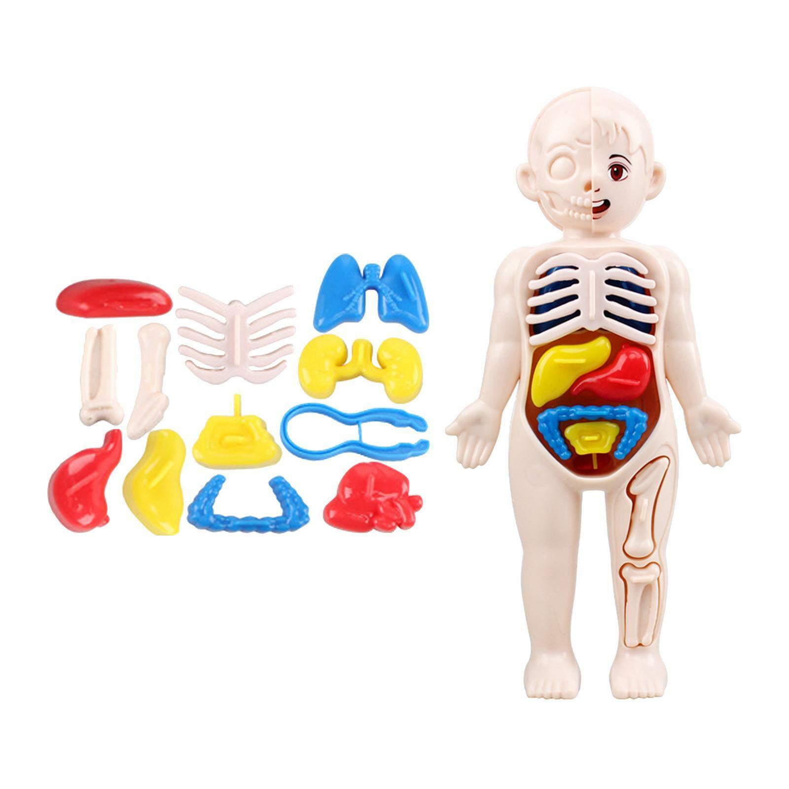 Jucarie educativa anatomie, model corpul uman - 1 | YEO