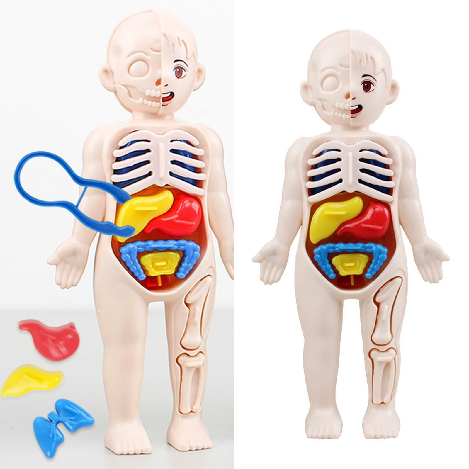 Jucarie educativa anatomie, model corpul uman - 2 | YEO