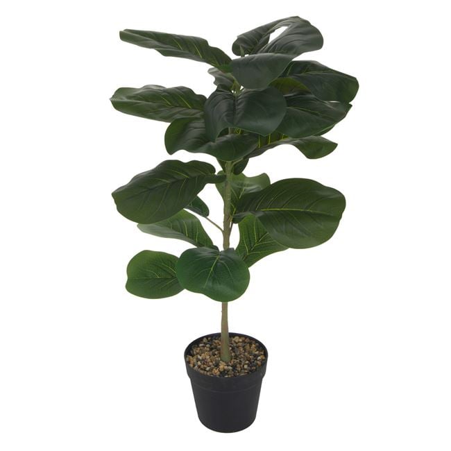 Planta decorativa in ghiveci, Ficus Lyrata, 85 cm - imagine 2