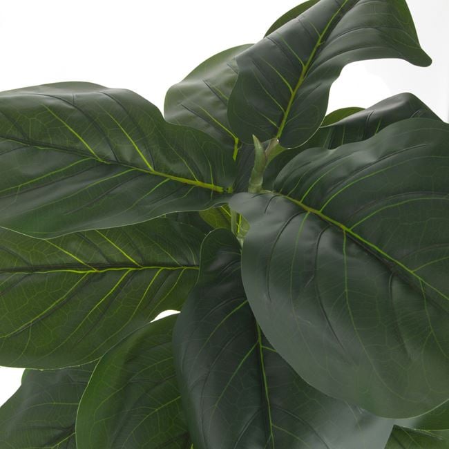 Planta decorativa in ghiveci, Ficus Lyrata, 85 cm - imagine 3