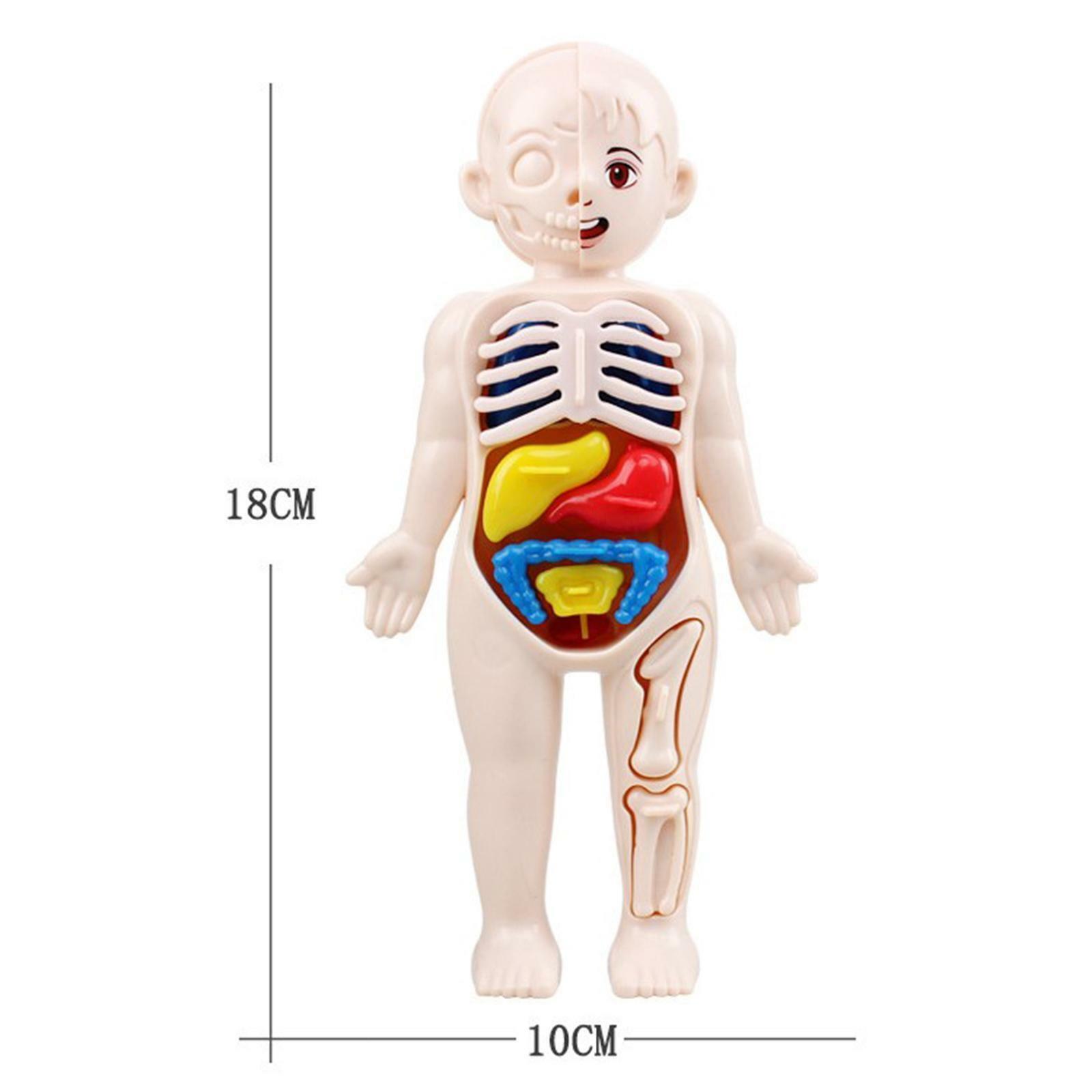 Jucarie educativa anatomie, model corpul uman