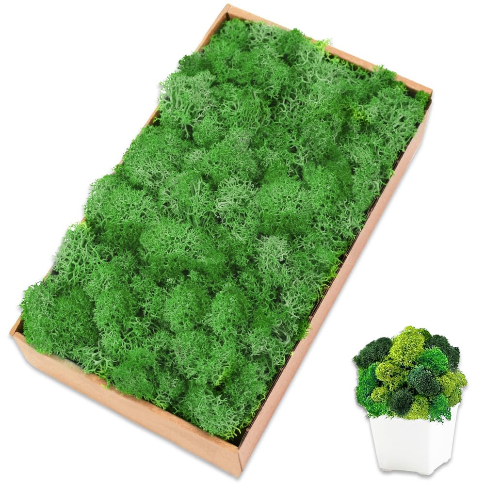 Licheni naturali stabilizati verzi, 500 grame
