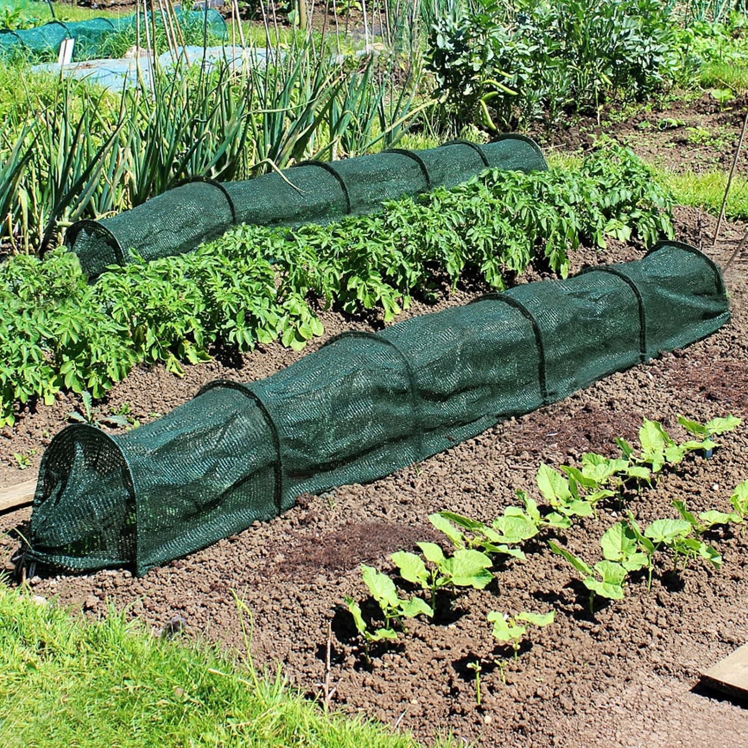 Set 3 x Tunel protectie plante 300x45 cm