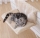 Suport de calorifer - pat pentru pisici