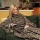 Patura pufoasa cu maneci Snuggie Animal Print