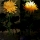 Set 2 x lampa solara, Crizantema