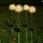 Set 2 x Lampa solara LED, Bulb Flower