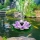 Fantana solara arteziana, floare de lotus, decoratiune Plutitoare