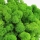 Licheni naturali stabilizati verzi, 500 grame