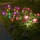 Set 2 x Lampa solara Trandafiri Roz, 7 flori LED, IP66