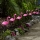 Set 3 x Lampa solara, Flamingo - lumineaza 8 ore