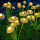 Set 4 x lampa solara 6 LED Jellyfish, Alb cald