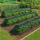 Set 3 x Tunel protectie plante 300x45 cm