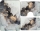 Set 3 covorase antiderapante de baie, Gold/Black