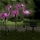 Set 3 x Lampa solara Flamingo 52 cm