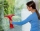 Aparat electric pentru curatat geamuri cu aburi Electric Window Vac